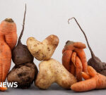 UK dryspell: Why we requirement to get utilized to wonky veggies