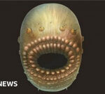 Secret of half-billion year old animal with no rectum fixed