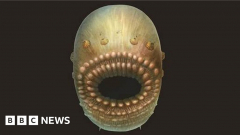 Secret of half-billion year old animal with no rectum fixed