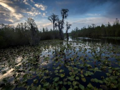 Business: Legal settlement puts Okefenokee mine back on track