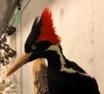 Scientist claim to have video of an ivory-billed woodpecker, a bird types idea long extinct