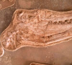 Researchers found fossils of a substantial mosasaur from Morocco