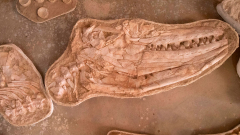 Researchers found fossils of a substantial mosasaur from Morocco