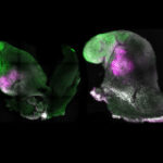 Artificial mouse embryos grown from stem cells have a brain and pounding hearts