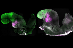 Artificial mouse embryos grown from stem cells have a brain and pounding hearts