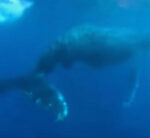 See: Whale whips its tail at scubadiver as it safeguards calf in close call