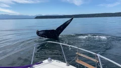 Close encounter with humpback whale horrifies — and thrills — B.C. household