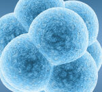 World’s veryfirst artificial embryo produced without sperm