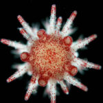 New researchstudy reveals sea urchin’s trick to enduring marine heatwaves