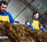 The prepares for giant seaweed farms in European waters