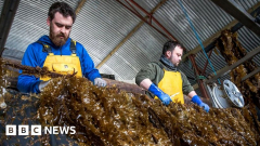 The prepares for giant seaweed farms in European waters