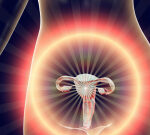 Researchstudy exposes how the ovarian reserve is developed
