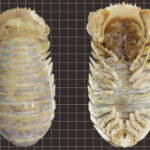 A giant deep-sea isopod found in the Gulf of Mexico