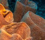 Sponge sneezes mucous that other animals consume