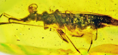 Researchers determined a fossil pest with bulging eyes