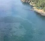 Oil spill off San Juan Island ‘pretty well difficult to tidy up,’ professional states