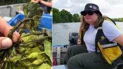 She removed a river complete of this pesky intrusive plant — by hand