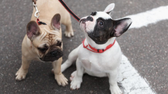 Victoria Police caution of pup frauds after Melbourne mum loses $10,000 purchasing French Bulldogs