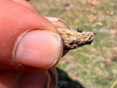Endangered status lookedfor for snail near Nevada lithium mine