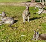 Australian male victim of uncommon deadly kangaroo attack