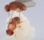A window into the fruit fly’s worried system