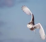 ‘Wow factor’: Public website reveals best-yet picture of hundreds of bird migrations