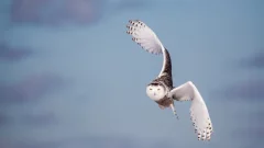 ‘Wow factor’: Public website reveals best-yet picture of hundreds of bird migrations