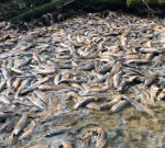 Salmon battle to generate inthemiddleof record-setting dryspell, with hundreds dead in B.C.
