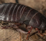 Giant cockroach idea extinct uncovered on little island in Australia