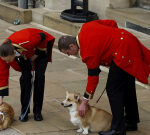Sweet upgrade on how Queen Elizabeth’s corgis are faring after her death