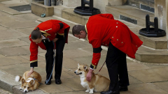 Sweet upgrade on how Queen Elizabeth’s corgis are faring after her death