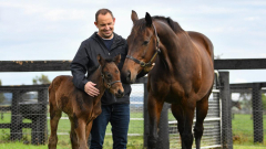 ‘Today is a unique day’: Legendary racehorse Winx endsupbeing a mum for the veryfirst time