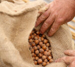 Hazelnut prices tumble as Oregon farmers produce record crop
