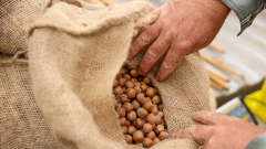 Hazelnut prices tumble as Oregon farmers produce record crop