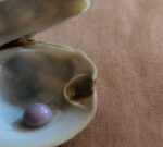 A Pennsylvania guy discovered a purple pearl in a diningestablishment clam. It’s worth thousands