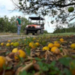 After Hurricane Ian, Florida citrus and farming battle