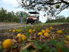After Hurricane Ian, Florida citrus and farming battle
