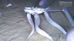 A brand-new types of deep-sea fish found in the Atacama Trench