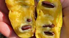 What is a pawpaw? Meet the tropical, North American fruit called the ‘Michigan banana’