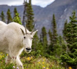 Melting glaciers are unveiling salt deposits. Goats and sheep are completing over them