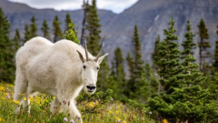 Melting glaciers are unveiling salt deposits. Goats and sheep are completing over them