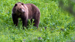 Hunter unintentionally shoots himself while attempting to battle off grizzly bear in Wyoming, authorities state