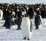 Emperor penguins now a threatened types due to environment modification, U.S. states
