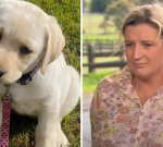 Pippa the labrador seriously hurt in house intrusion in Victoria’s Scotsburn