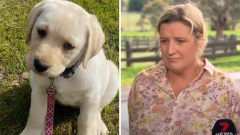 Pippa the labrador seriously hurt in house intrusion in Victoria’s Scotsburn