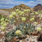 Groups to UnitedStates: Protect Nevada flower from mine or face court