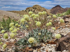 Groups to UnitedStates: Protect Nevada flower from mine or face court