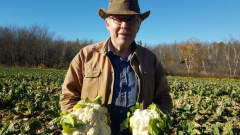 This farmer states he hesitantly tosses away enough cauliflower to feed a province