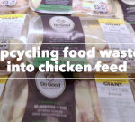 Upcycling Food Waste into Chicken Feed