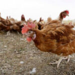 Bird influenza triggers massacre of 1.8M chickens in Nebraska